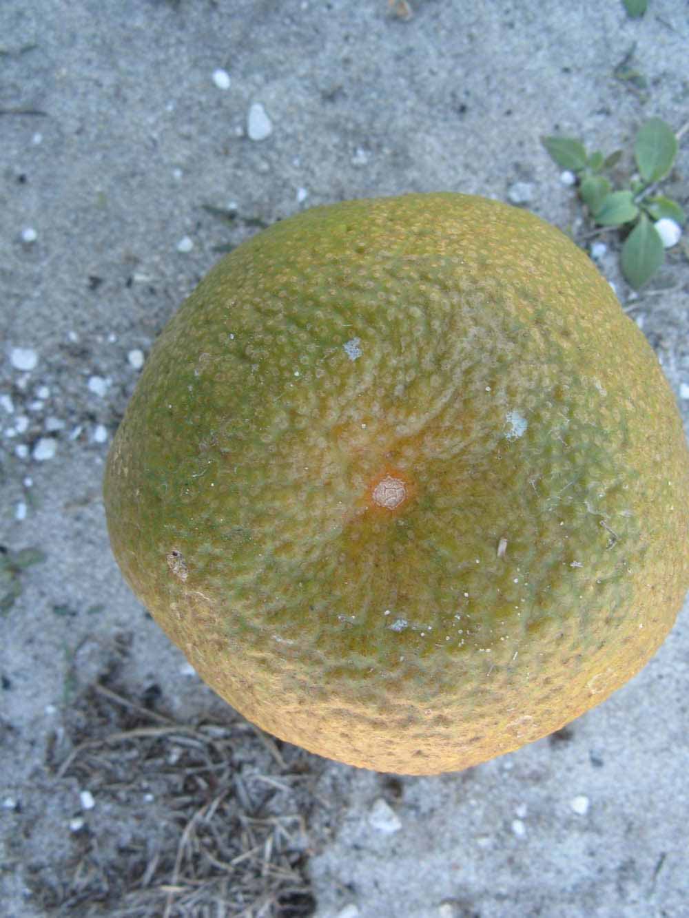              Fruit (Winter Haven, FL)       